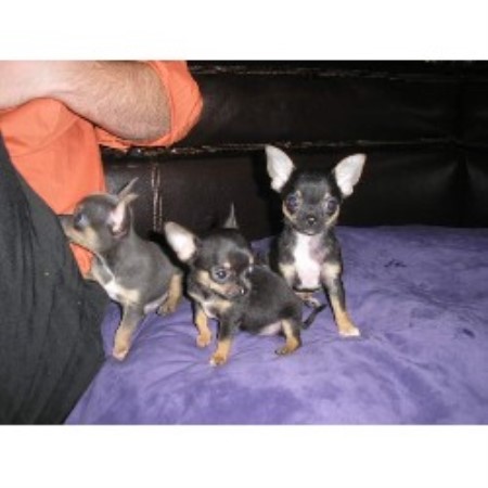 Chihuahua in Florida