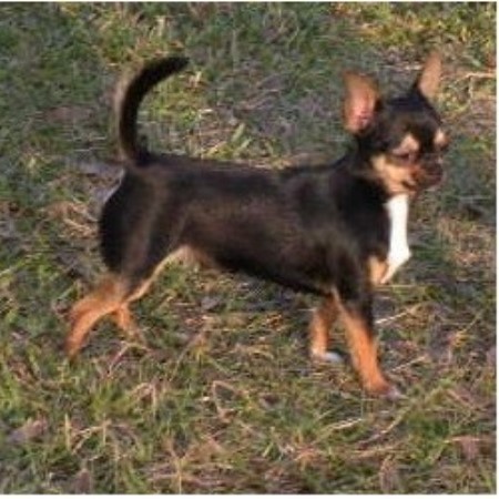 Chihuahua Breeder in Largo, Florida