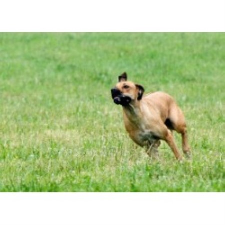 Rhodesian Ridgeback Breeder in Greybull, Wyoming