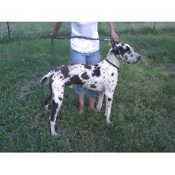 Great Dane Stud in Gulfport, Mississippi