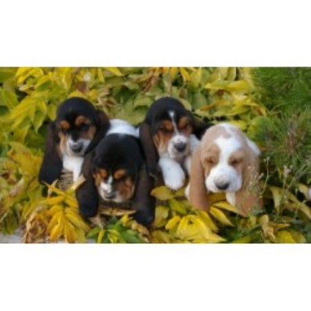 Basset Hound in Alberta picture 2