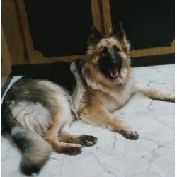 German Shepherd Dog Breeder in Conowingo, Maryland