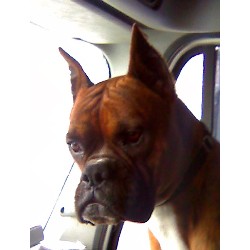 Boxer Stud in Lake City, South Carolina