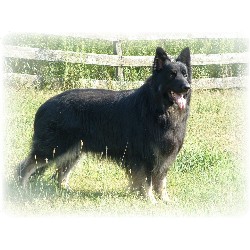 Shiloh Shepherd Stud in Brookville, Pennsylvania