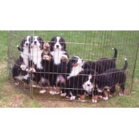 Bernese Mountain Dog Breeder in Coatesville, Pennsylvania