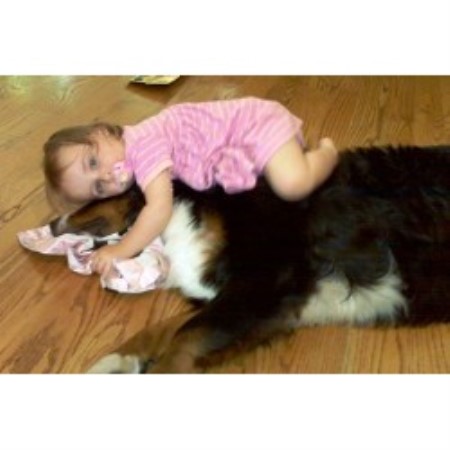 Bernese Mountain Dog breeder in Coatesville Pennsylvania