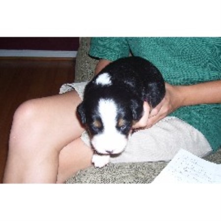 bernese mountain breeders pa alicam bernese bernese mountain breeder in coatesville pennsylvania 19320 bernese mountain breeders pa alicam bernese bernese mountain breeder in coatesville pennsylvania 19320