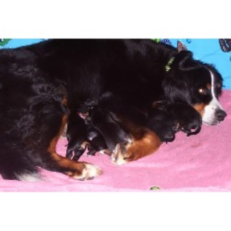bernese mountain puppies pa bernese mountain breeders in pennsylvania freedoglistings models picture bernese mountain puppies pa bernese mountain breeders in pennsylvania freedoglistings models picture