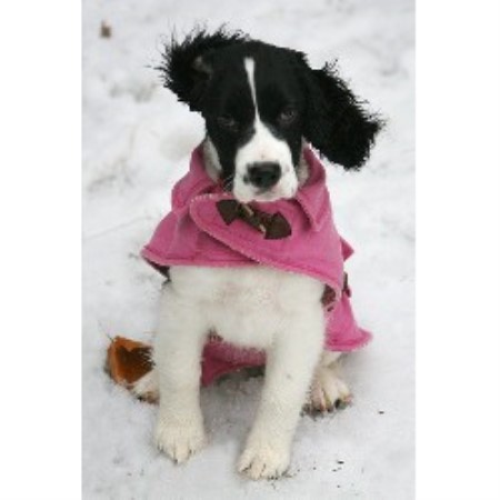 English Springer Spaniel Soaring , English Springer ...