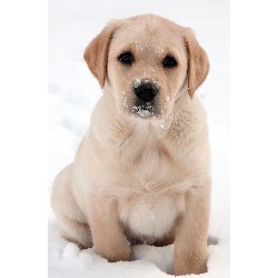 Lab in Minnesota