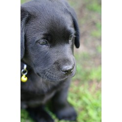Labrador Retriever breeder in New Prague Minnesota