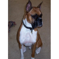 Boxer Stud in Shakopee, Minnesota