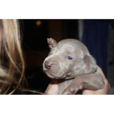 Weimaraner Breeder in Reading, Pennsylvania