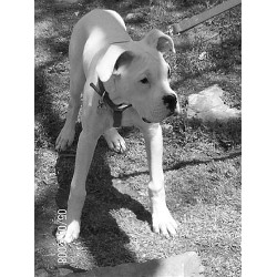 Boxer Breeder in Monroe, Ohio