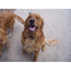 Golden Retriever Stud in Colorado Springs, Colorado