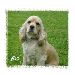 American Cocker Spaniel breeder in Princeton Missouri