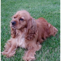American Cocker Spaniel breeder in Missouri picture 2
