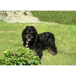 American Cocker Spaniel Breeder in Princeton, Missouri