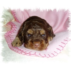American Cocker Spaniel in Missouri picture 2