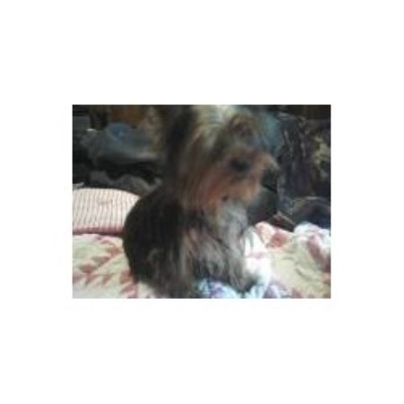 yorkies for sale in chattanooga tn small fur babies terrier breeder in riceville tennessee listing id 13502 yorkies for sale in chattanooga tn small fur babies terrier breeder in riceville tennessee listing id 13502