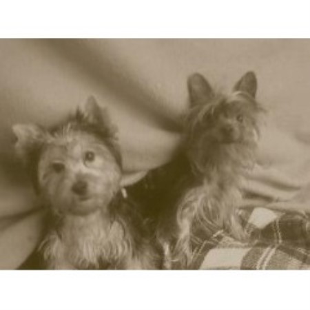 Yorkshire Terrier Breeder in Athens, Tennessee