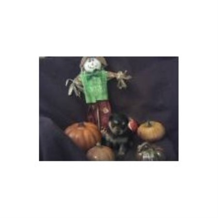 yorkies for sale in chattanooga tn small fur babies terrier breeder in riceville tennessee listing id 13502 yorkies for sale in chattanooga tn small fur babies terrier breeder in riceville tennessee listing id 13502