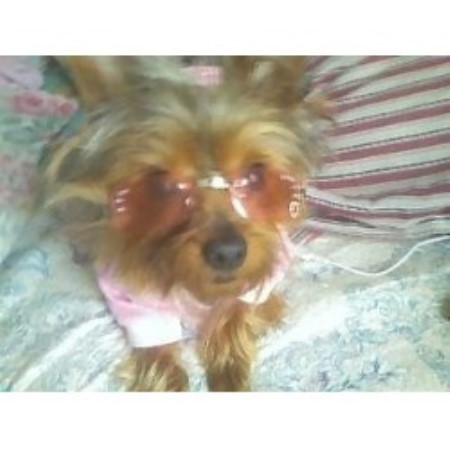 yorkies for sale in chattanooga tn small fur babies terrier breeder in riceville tennessee listing id 13502 yorkies for sale in chattanooga tn small fur babies terrier breeder in riceville tennessee listing id 13502