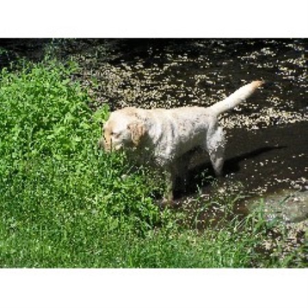 Lab in Washington picture 2