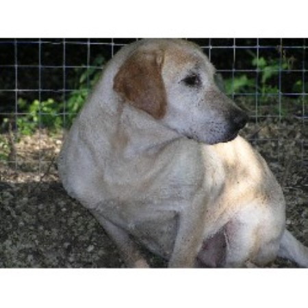 Labrador Retriever breeder in Chelan Washington