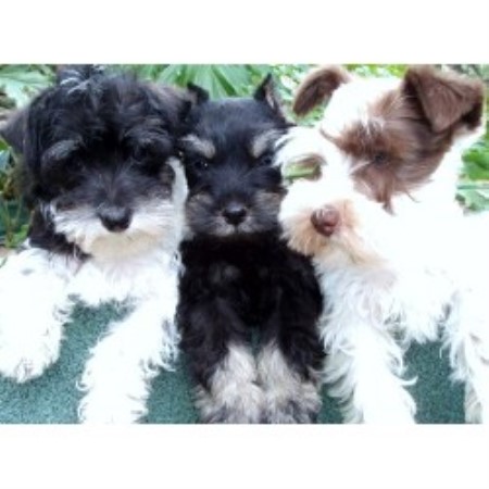 Miniature Schnauzer Breeder in San Antonio, Texas