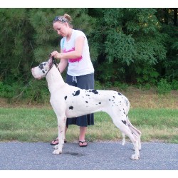 Great Dane Breeder in Hutchinson, Kansas