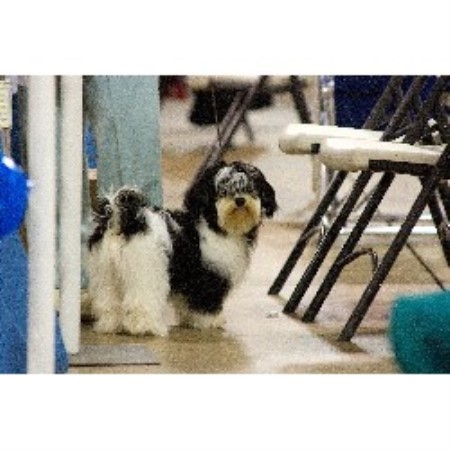 Havanese breeder in Boca Raton Florida