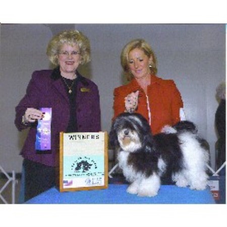 Havanese breeder in Florida picture 2