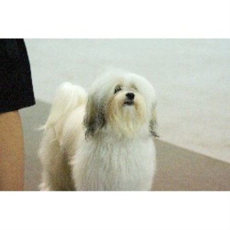 Havanese Breeder in Boca Raton, Florida