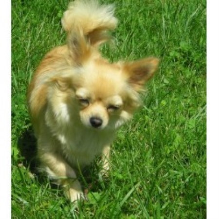 Chihuahua in Ohio