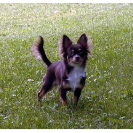 Chihuahua in Ohio picture 2