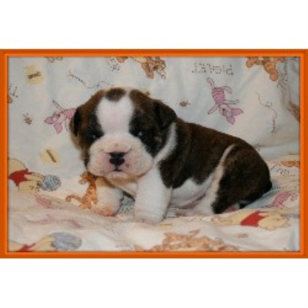 British Bulldog, Bulldog in Alabama