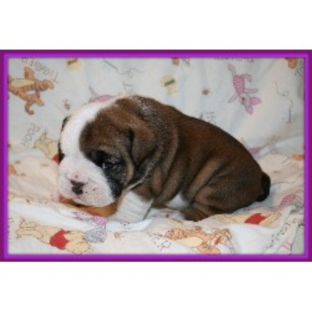 British Bulldog, Bulldog in Alabama picture 2