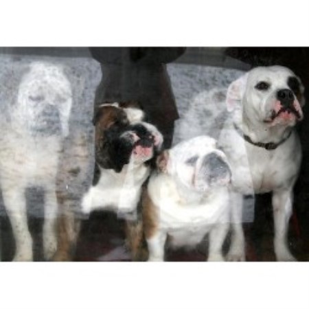 English Bulldog Breeder in Anniston, Alabama