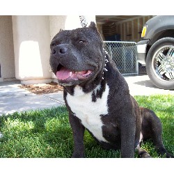 American Pit Bull Terrier Stud in Las Vegas, Nevada