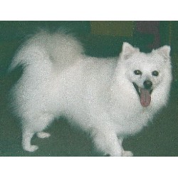 American Eskimo Dog Stud in West Hollywood, California