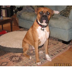 Boxer Stud in Jeffersonville, Kentucky