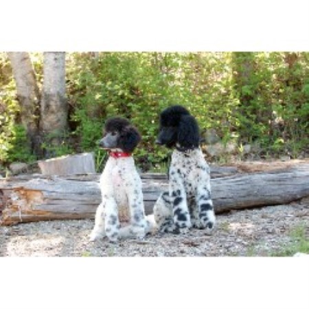 Poodle Standard in British Columbia picture 2