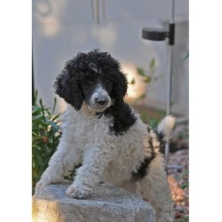 Poodle Standard in British Columbia