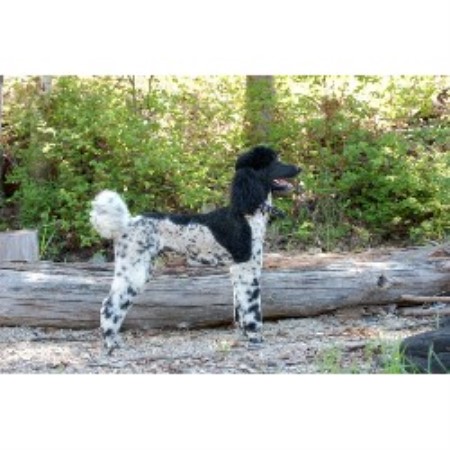 Poodle Standard Breeder in Swansea Point, British Columbia