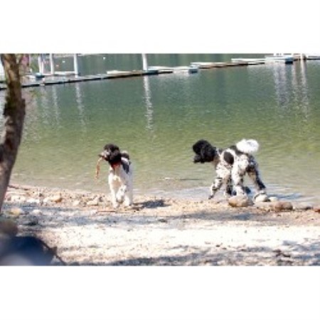 Poodle Standard breeder in Swansea Point British Columbia