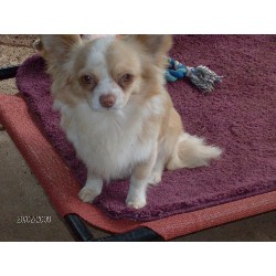 Chihuahua Stud in San Marcos, California