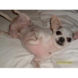 Chihuahua in Texas