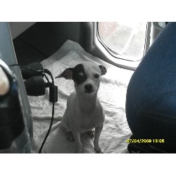 Chihuahua breeder in Greenville Texas