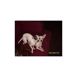 Chihuahua Breeder in Greenville, Texas